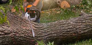 Best Tree Maintenance Programs  in Weslaco, TX