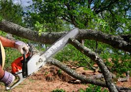 Professional  Tree Services in Weslaco, TX