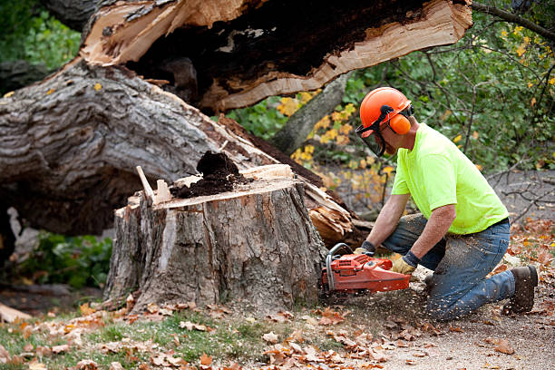 Best Utility Line Clearance  in Weslaco, TX