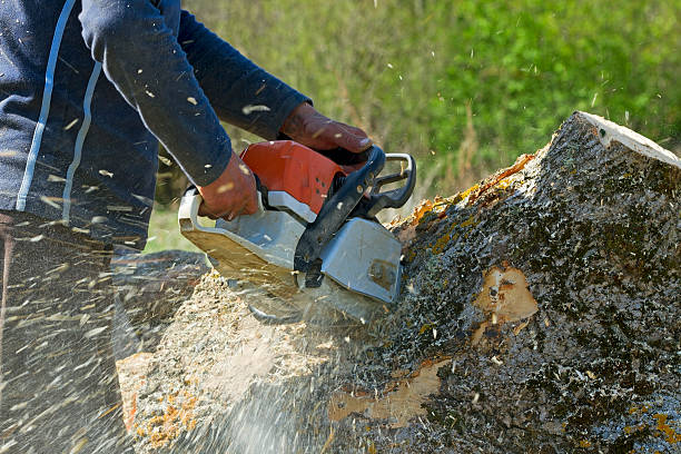  Weslaco, TX Tree Services Pros